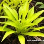 Munchkin Fire Hosta