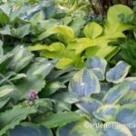 Hosta 1 combo