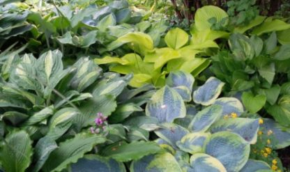 Hosta 1 combo