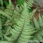 Ghost Fern