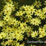 coreopsis moonbeam