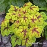 heucherella-catching-fire