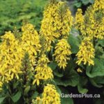 ligularia-little-lantern