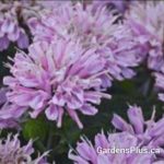 Monarda Pink Frosting