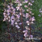 Penstemon Blackbeard