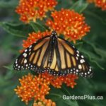 Butterfly Weed