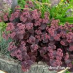 Sedum Fire Cracker