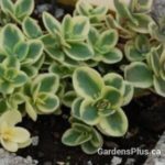 sedum lime twister