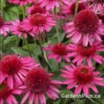 Delicious Candy Cone flower