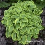 Wrinkle in time hosta