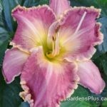 July Judy Daylily