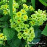 Green Lace Primula