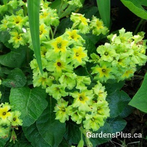 Primula Green Lace