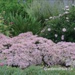 Sedum Pure Joy