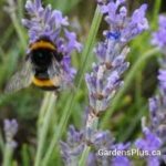 Lavender and Bee