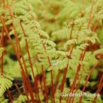 Berry Bladder Fern