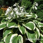 Diana Remembered Hosta