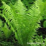 Ostrich Fern