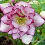 Blushing Bridesmaid Helleborus