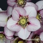 French Kiss Helleborus