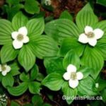 cornus canadensis