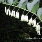 Solomon Seal