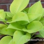 Early Times Hosta