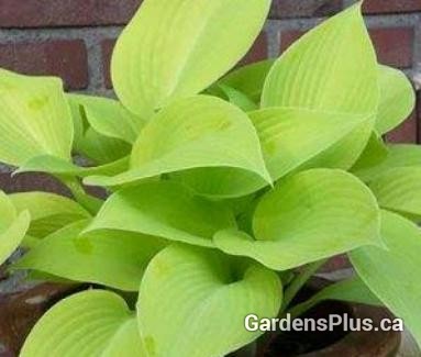 Early Times Hosta