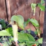 Jack In The Pulpit