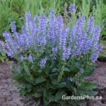 Salvia Azure Snow