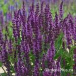 Salvia Bumbleberry