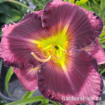 storm shelt daylily