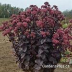 Night Embers Sedum