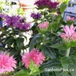 Monarda Mix