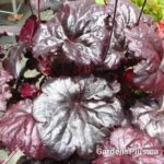 black sea heuchera