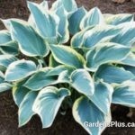 first frost Hosta