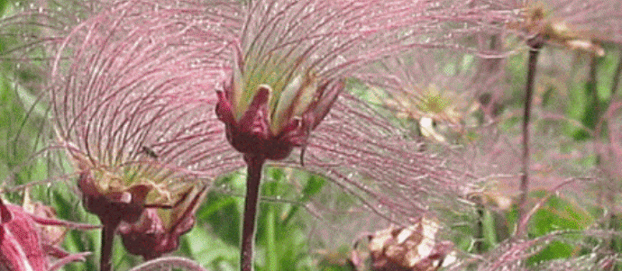 Prairie Smoke