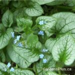 Bugloss/Brunnera