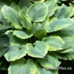 Key Lime Pie Hosta