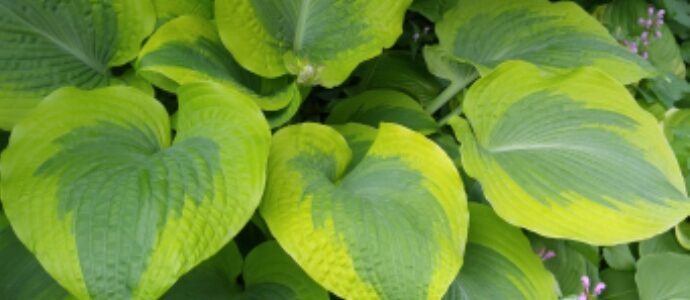 Afterglow Hosta