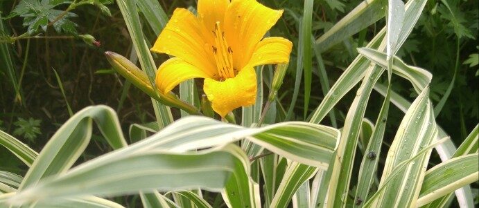 Daylily Golden Zebra