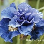 Siberian Iris