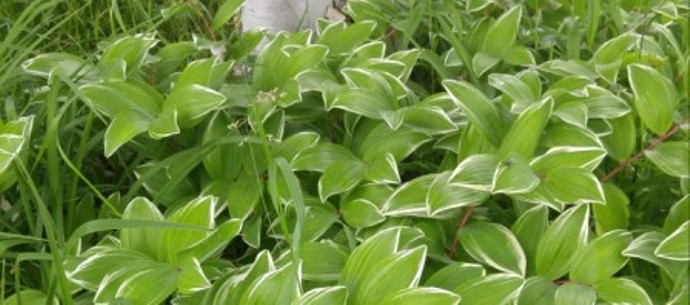 varigated solomon seal
