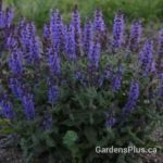 Salvia Bumbleblue