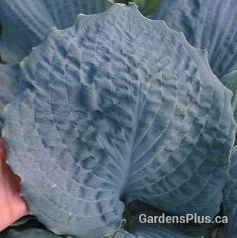 Diamond Lake Hosta