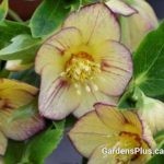 Hellebores Tropical Sunset