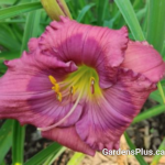 Daylily Lavender Blue Baby