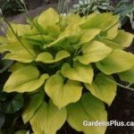 Age of Gold Hosta