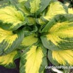 Etched Glass Hosta