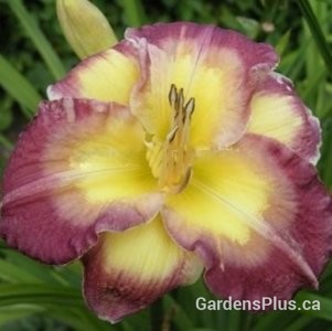 cheese and wine daylily